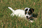 knabbernder Jack Russell Terrier Welpe