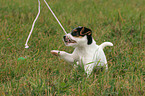 spielender Jack Russell Terrier Welpe