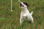 spielender Jack Russell Terrier Welpe