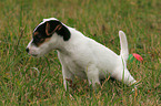 urinierender Jack Russell Terrier Welpe