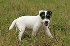 knabbernder Jack Russell Terrier Welpe
