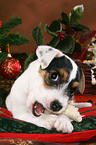 Jack Russell Terrier Welpe zu Weihnachten