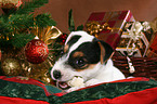 Jack Russell Terrier Welpe zu Weihnachten