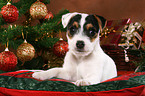 Jack Russell Terrier Welpe zu Weihnachten