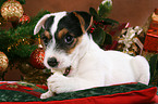 Jack Russell Terrier Welpe zu Weihnachten