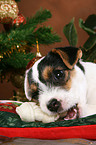 Jack Russell Terrier Welpe zu Weihnachten