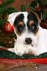 Jack Russell Terrier Welpe zu Weihnachten