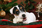 Jack Russell Terrier Welpe zu Weihnachten