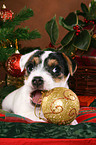 Jack Russell Terrier Welpe zu Weihnachten