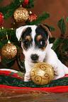 Jack Russell Terrier Welpe zu Weihnachten