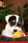 Jack Russell Terrier Welpe zu Weihnachten