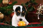 Jack Russell Terrier Welpe zu Weihnachten