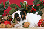 Jack Russell Terrier Welpe zu Weihnachten