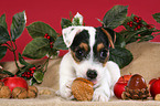 PJack Russell Terrier Welpe zu Weihnachten