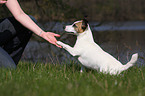 Jack Russell Terrier gibt Pftchen