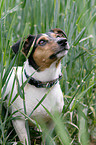 Jack Russell Terrier