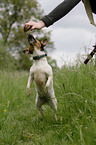 springender Jack Russell Terrier