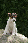 Jack Russell Terrier Welpe