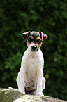 Jack Russell Terrier Welpe