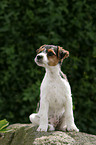 Jack Russell Terrier Welpe