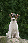 Jack Russell Terrier Welpe