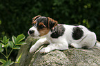 Jack Russell Terrier Welpe