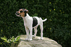 Jack Russell Terrier Welpe