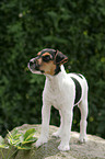 Jack Russell Terrier Welpe