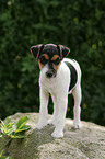 Jack Russell Terrier Welpe