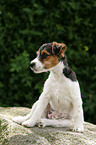 Jack Russell Terrier Welpe