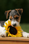 Jack Russell Terrier Welpe