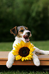 Jack Russell Terrier Welpe