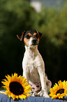 Jack Russell Terrier Welpe