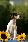 Jack Russell Terrier Welpe