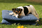 Jack Russell Terrier Welpe