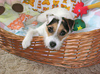 Jack Russell Terrier im Krbchen