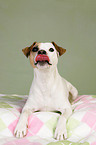 Jack Russell Terrier