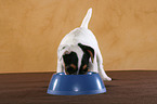 fressender Jack Russell Terrier Welpe