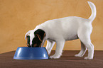 fressender Jack Russell Terrier Welpe