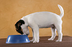 fressender Jack Russell Terrier Welpe