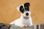 liegender Jack Russell Terrier Welpe