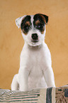 sitzender Jack Russell Terrier Welpe