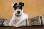 liegender Jack Russell Terrier Welpe