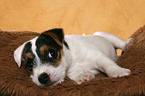 liegender Jack Russell Terrier Welpe