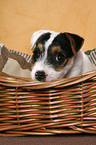 Jack Russell Terrier Welpe im Krbchen