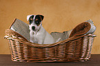 Jack Russell Terrier Welpe im Hundekorb