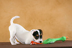 spielender Jack Russell Terrier Welpe