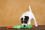 spielender Jack Russell Terrier Welpe