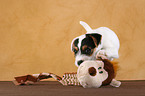 spielender Jack Russell Terrier Welpe