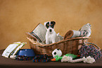 Jack Russell Terrier Welpe mit Erstausstattung